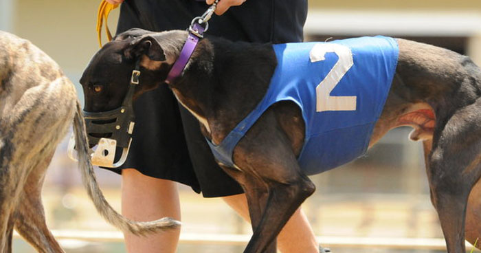 mardi gras greyhound results